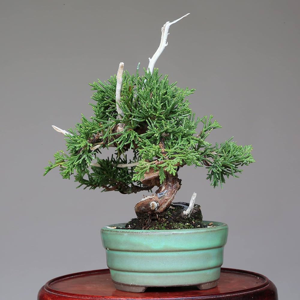 真柏盆栽　文人　捻転シャリ幹　樹高36cm 素材 Amazon.co.jp: 糸魚川真柏（捻転幹・ジン・シャリ）小品盆栽